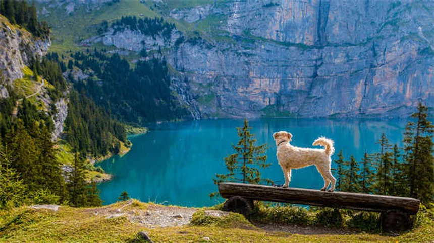 Tierheim Adoption: 5 Vorurteile im Check - Warum du unbedingt adoptieren solltest!
