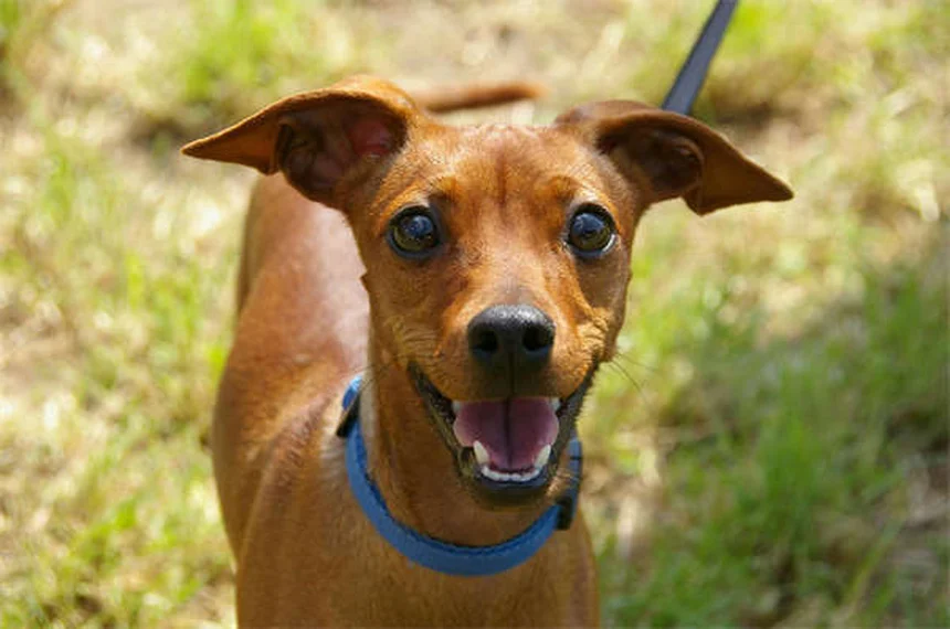 Tierheim Adoption: 5 Vorurteile im Check - Warum du unbedingt adoptieren solltest!