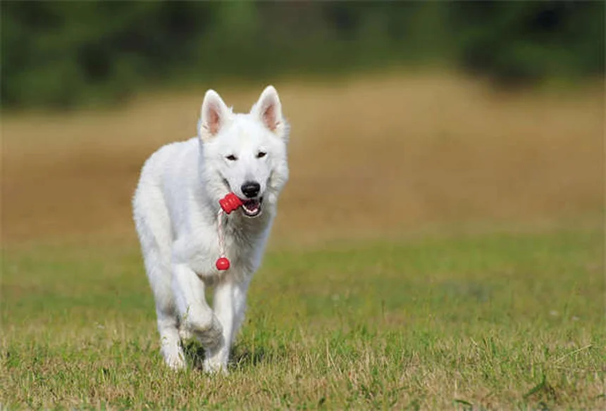 Flohkämme für Hunde: So findest und entfernst du Flöhe richtig