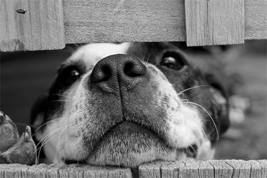 Flohkämme für Hunde: So findest und entfernst du Flöhe richtig