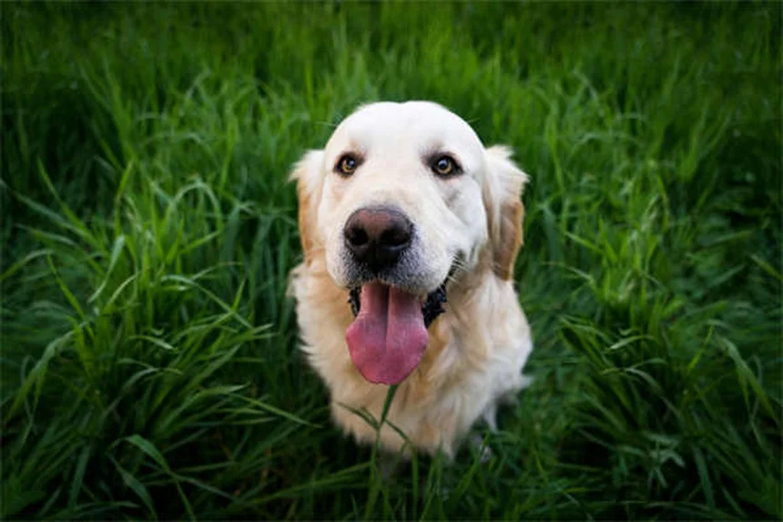 Melatonin für Hunde: Dosierung, Wirkung & Sicherheitstipps