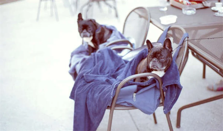 Ringwurm beim Pferd: Symptome, Behandlung & Hausmittel