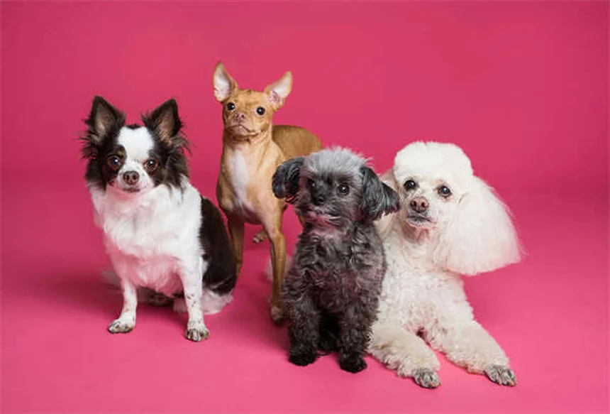 Fischöl für Hunde: 6 überraschende Vorteile für Gesundheit & Wohlbefinden