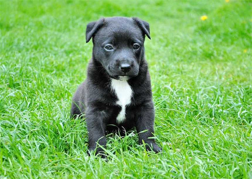 Fischöl für Hunde: 6 überraschende Vorteile für Gesundheit & Wohlbefinden