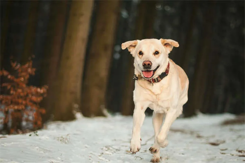 Fischöl für Hunde: 6 überraschende Vorteile für Gesundheit & Wohlbefinden