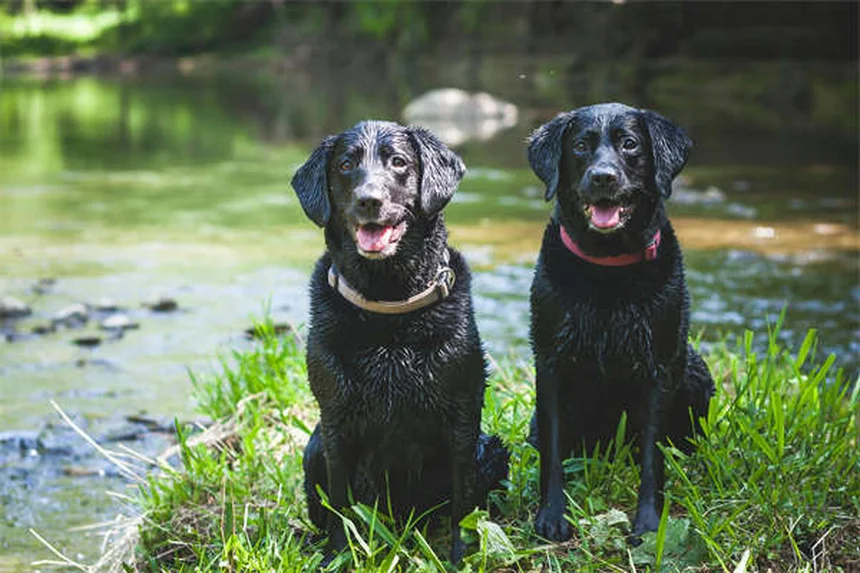 Pleuraerguss bei Hunden: Symptome, Ursachen & Soforthilfe