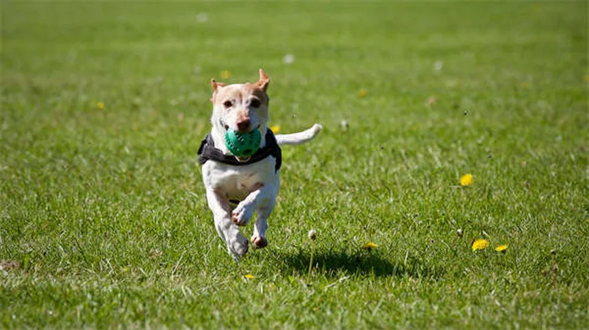 Cushing-Syndrom bei Pferden: Symptome, Behandlung & Lebenserwartung