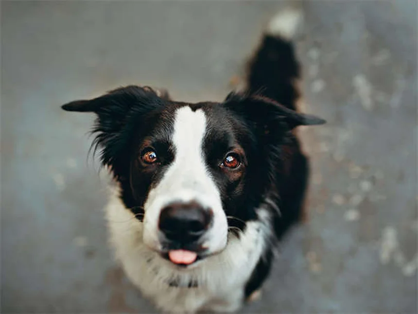 Cushing-Syndrom bei Pferden: Symptome, Behandlung & Lebenserwartung