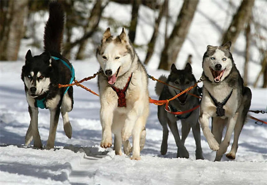 Hund Angst vor Staubsauger? 5 einfache Tipps für entspanntes Putzen