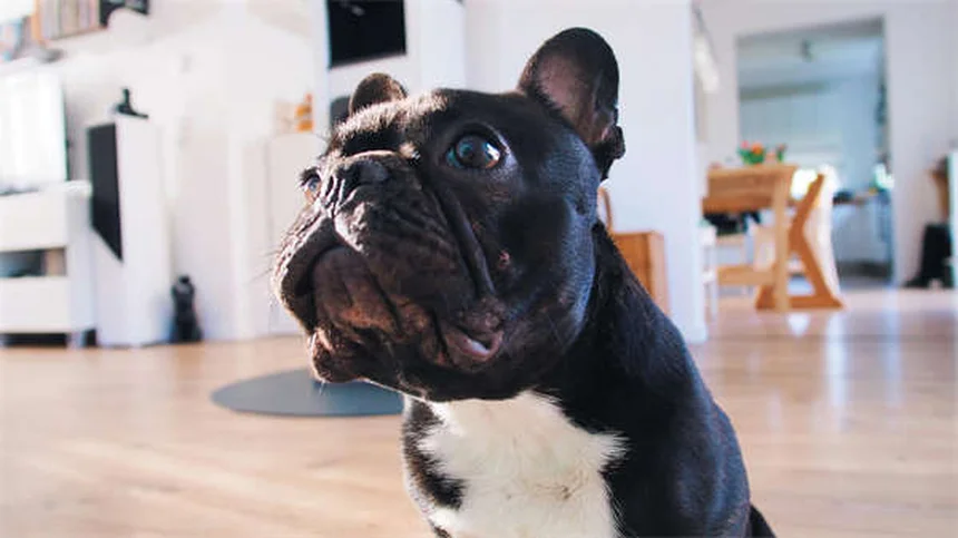 Hund Angst vor Staubsauger? 5 einfache Tipps für entspanntes Putzen