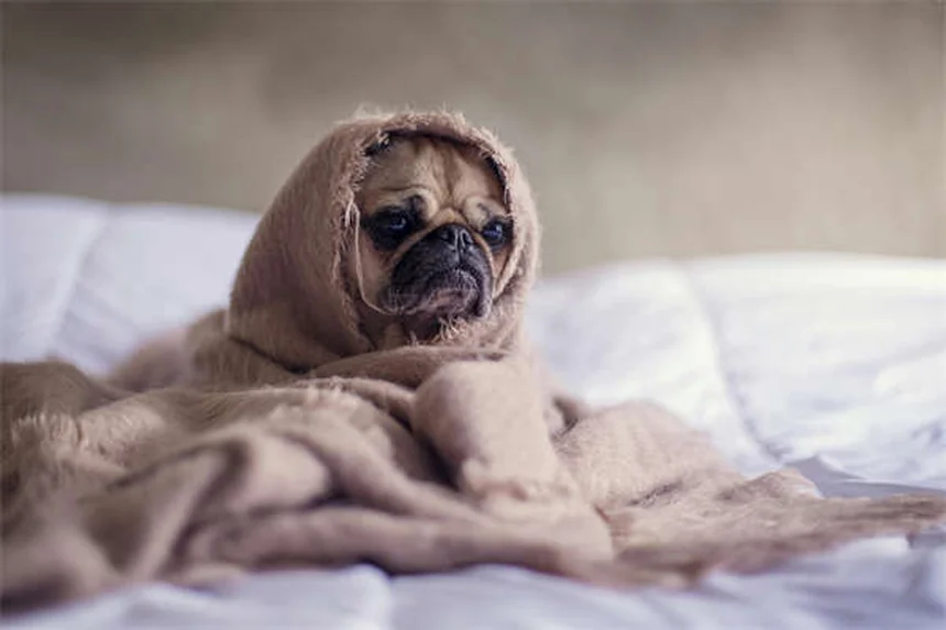 Hund Angst vor Staubsauger? 5 einfache Tipps für entspanntes Putzen